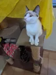 Francesco