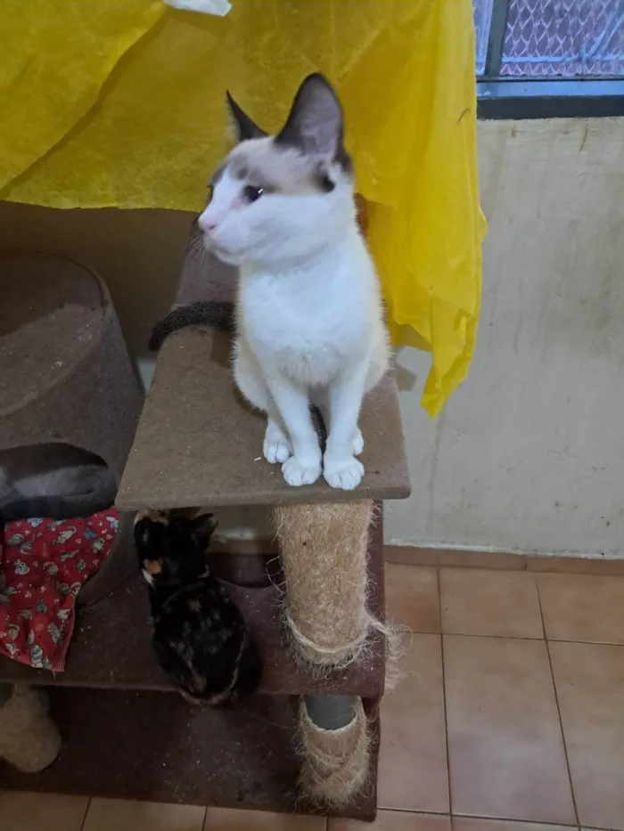 Gato ra a SRD-ViraLata idade 2 a 6 meses nome Francesco 