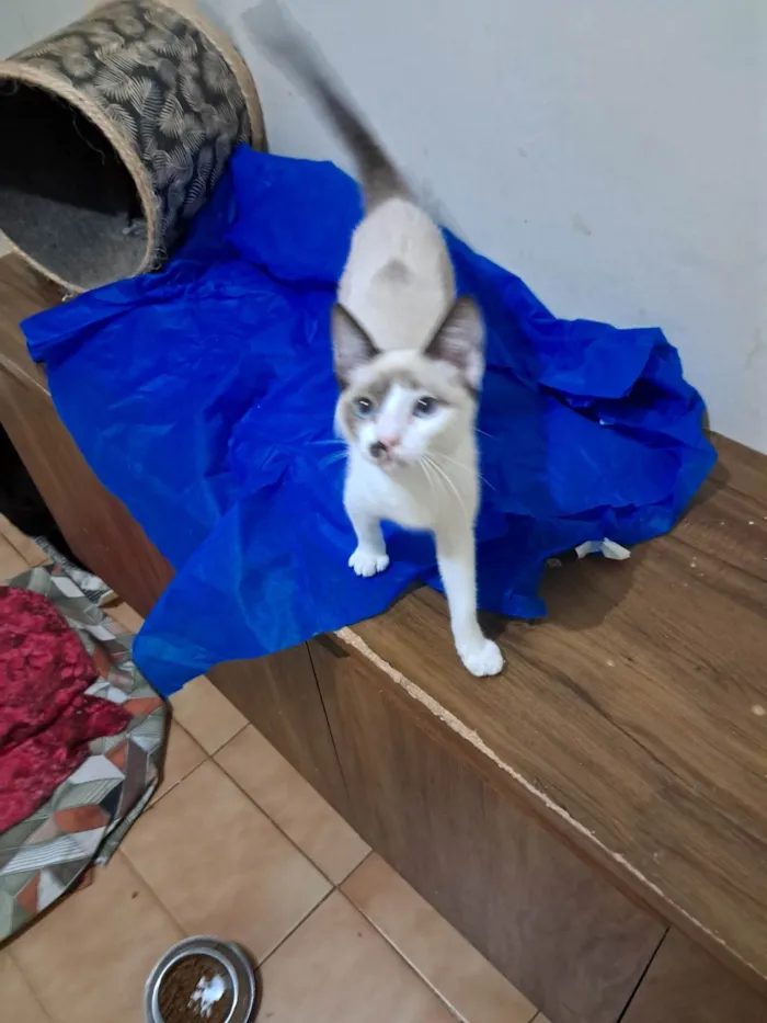 Gato ra a SRD-ViraLata idade 2 a 6 meses nome Francesco 