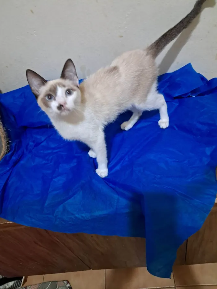 Gato ra a SRD-ViraLata idade 2 a 6 meses nome Francesco 