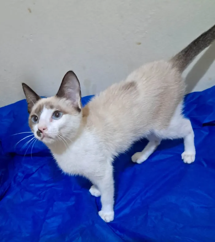 Gato ra a SRD-ViraLata idade 2 a 6 meses nome Francesco 