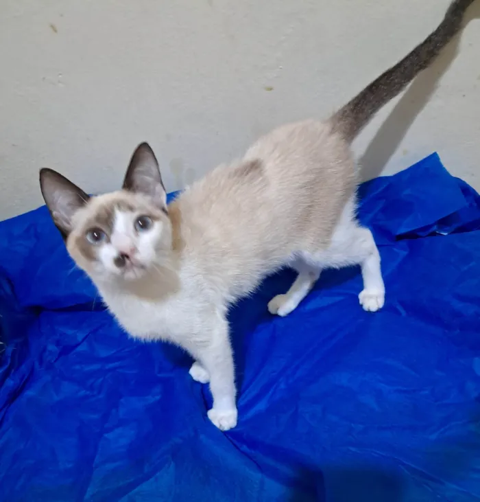 Gato ra a SRD-ViraLata idade 2 a 6 meses nome Francesco 