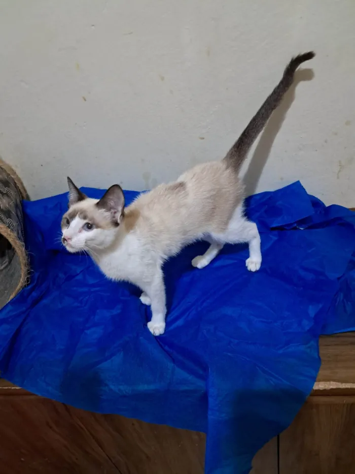 Gato ra a SRD-ViraLata idade 2 a 6 meses nome Francesco 
