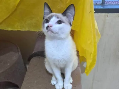 Gato raça SRD-ViraLata idade 2 a 6 meses nome Francesco 