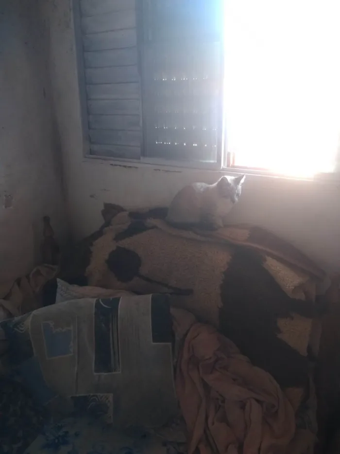 Gato ra a Persa idade 3 anos nome Angela Aparecida bussolin 
