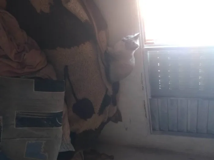 Gato ra a Persa idade 3 anos nome Angela Aparecida bussolin 