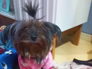 Cachorro raça Yorkshire idade 6 ou mais anos nome Angel e Lucky 