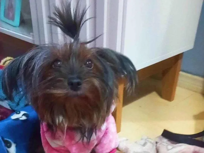 Cachorro ra a Yorkshire idade 6 ou mais anos nome Angel e Lucky 