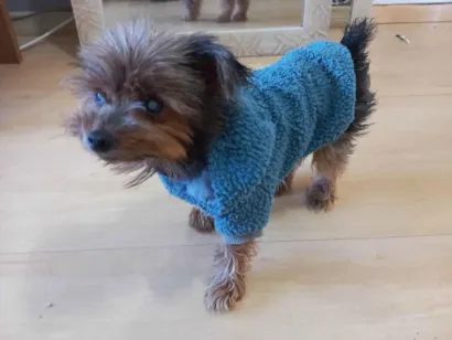 Cachorro raça Yorkshire idade 6 ou mais anos nome Lucky 