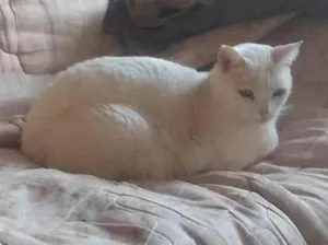 Gato raça Persa idade 3 anos nome Angela Aparecida bussolin 