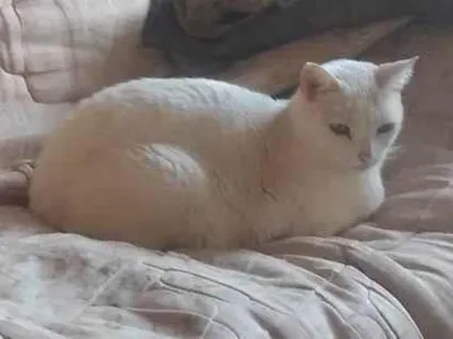 Gato raça Persa idade 3 anos nome Angela Aparecida bussolin 