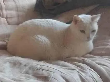 Gato ra a Persa idade 3 anos nome Angela Aparecida bussolin 