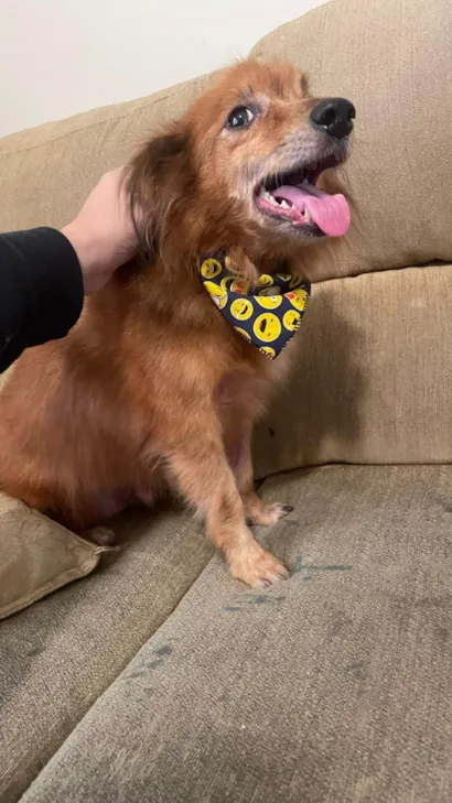 Cachorro raça SRD-ViraLata idade 6 ou mais anos nome Alvin