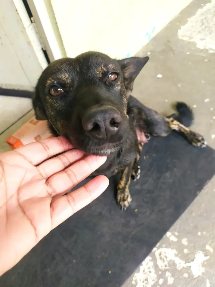 Cachorro ra a SRD-ViraLata idade 1 ano nome Mel