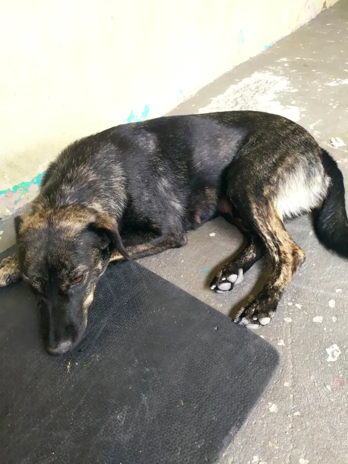 Cachorro ra a SRD-ViraLata idade 1 ano nome Mel