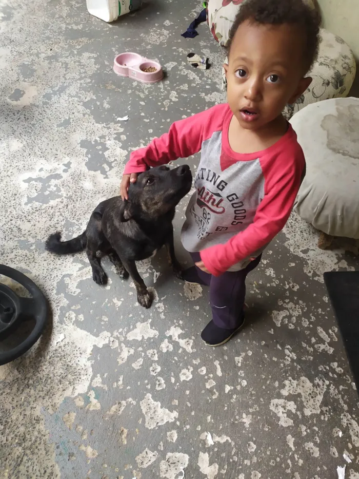 Cachorro ra a SRD-ViraLata idade 1 ano nome Mel