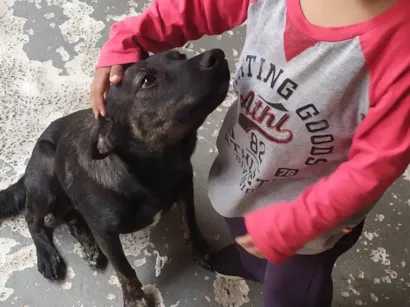 Cachorro raça SRD-ViraLata idade 1 ano nome Mel
