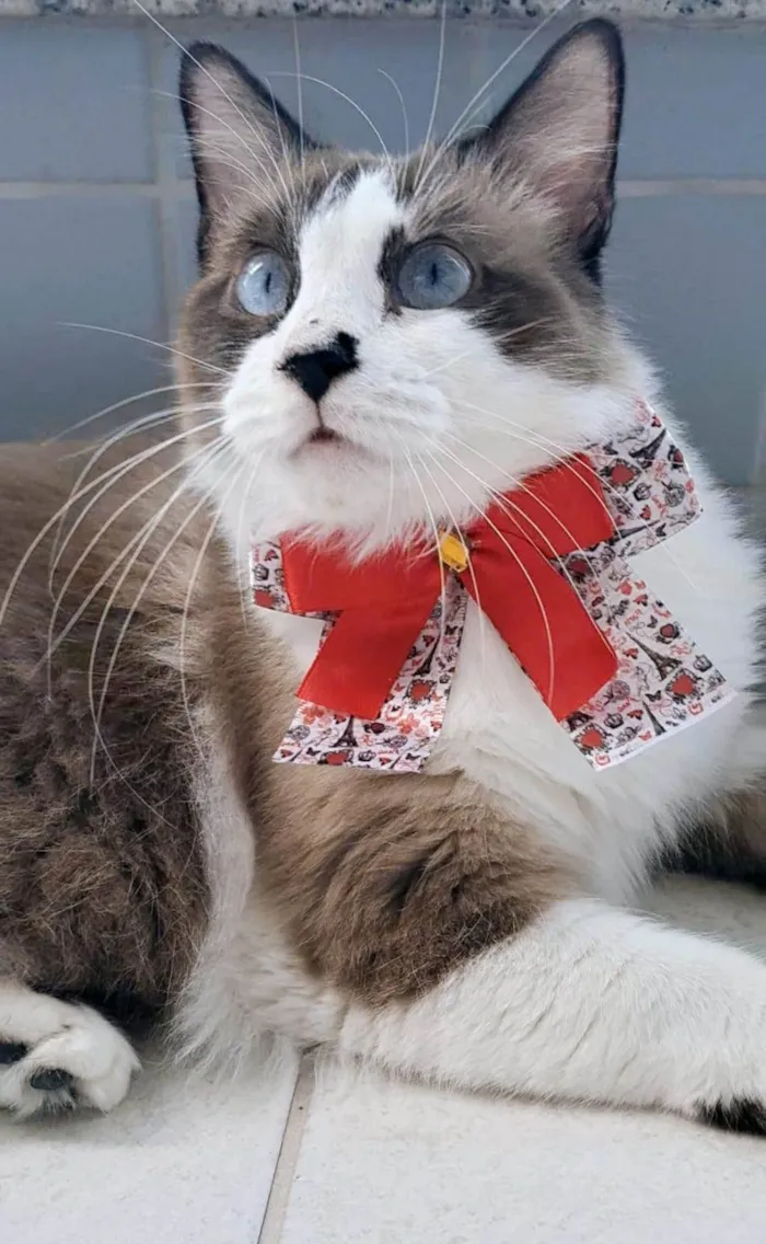 Gato ra a SRD-ViraLata idade 3 anos nome Cleo