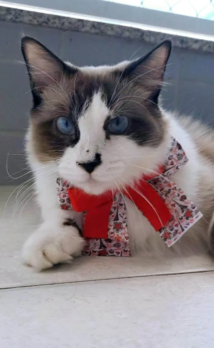 Gato ra a SRD-ViraLata idade 3 anos nome Cleo