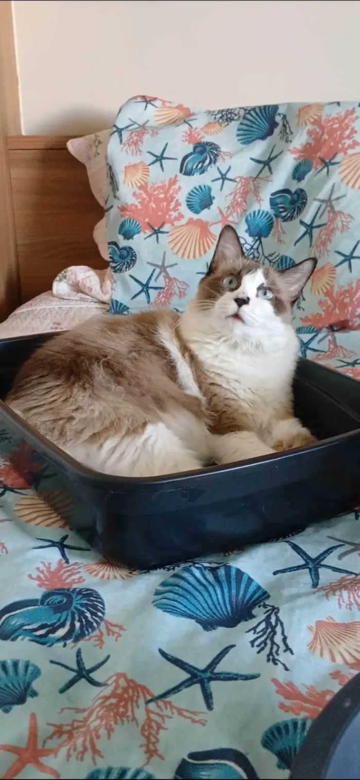 Gato ra a SRD-ViraLata idade 3 anos nome Cleo