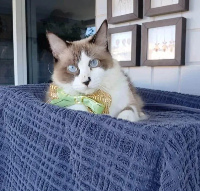 Gato ra a SRD-ViraLata idade 3 anos nome Cleo