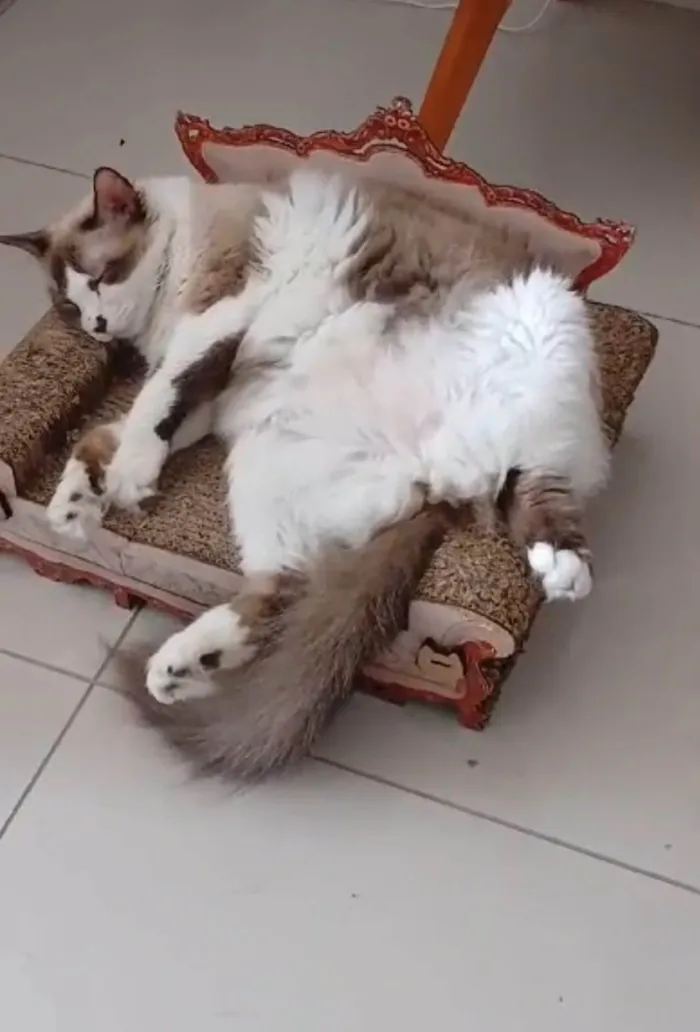 Gato ra a SRD-ViraLata idade 3 anos nome Cleo