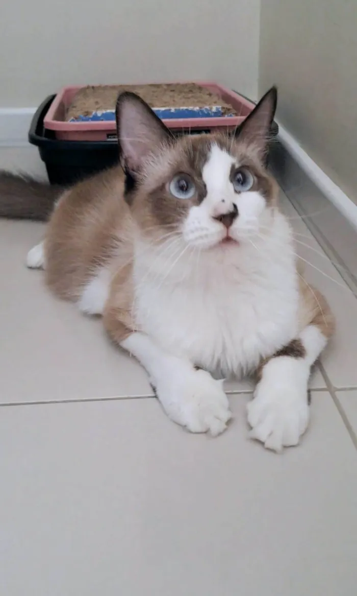 Gato ra a SRD-ViraLata idade 3 anos nome Cleo