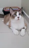 Cleo