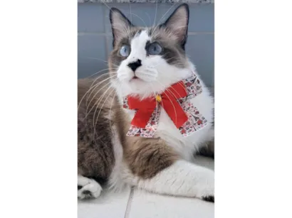 Gato raça SRD-ViraLata idade 3 anos nome Cleo