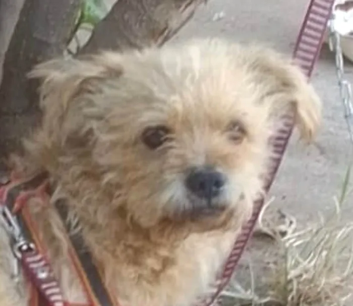 Cachorro ra a Poodle idade 2 a 6 meses nome Athos 
