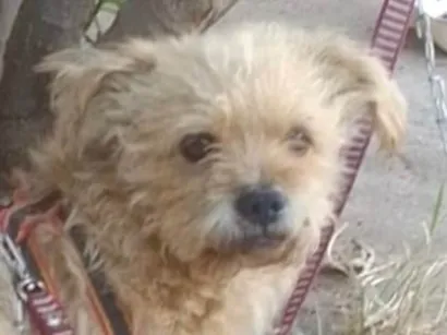 Cachorro raça Poodle idade 2 a 6 meses nome Athos 