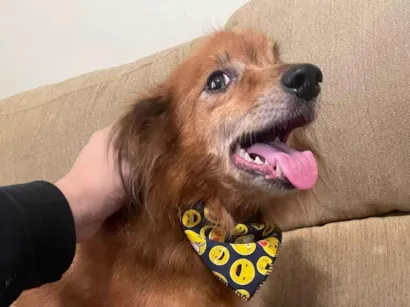 Cachorro raça SRD-ViraLata idade 6 ou mais anos nome Alvin