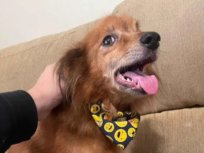 Cachorro ra a SRD-ViraLata idade 6 ou mais anos nome Alvin