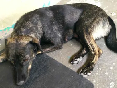 Cachorro raça SRD-ViraLata idade 1 ano nome Mel