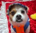 Bolinha