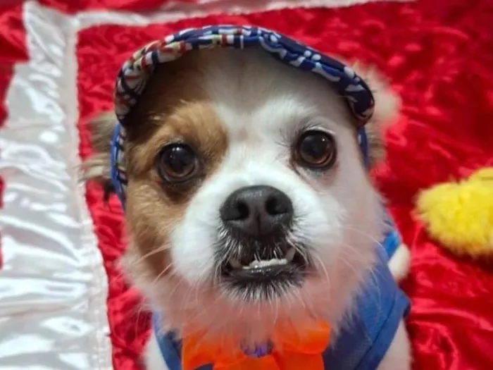 Cachorro ra a Shitzu idade 1 ano nome Bolinha 