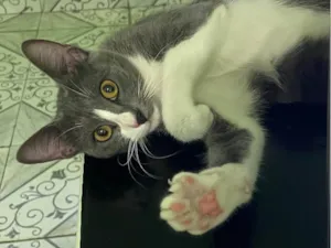 Gato raça SRD-ViraLata idade 1 ano nome Kimberly 