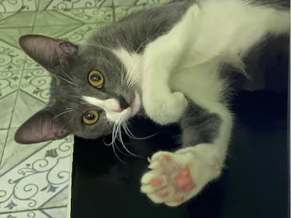 Gato raça SRD-ViraLata idade 1 ano nome Kimberly 