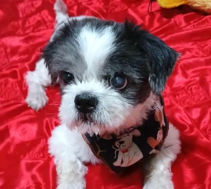 Cachorro ra a Shitzu idade 1 ano nome Júnior 