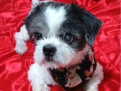 Cachorro raça Shitzu idade 1 ano nome Júnior 