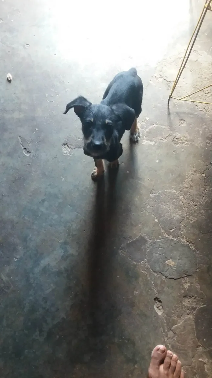 Cachorro ra a SRD-ViraLata idade 2 a 6 meses nome A DEFINIR