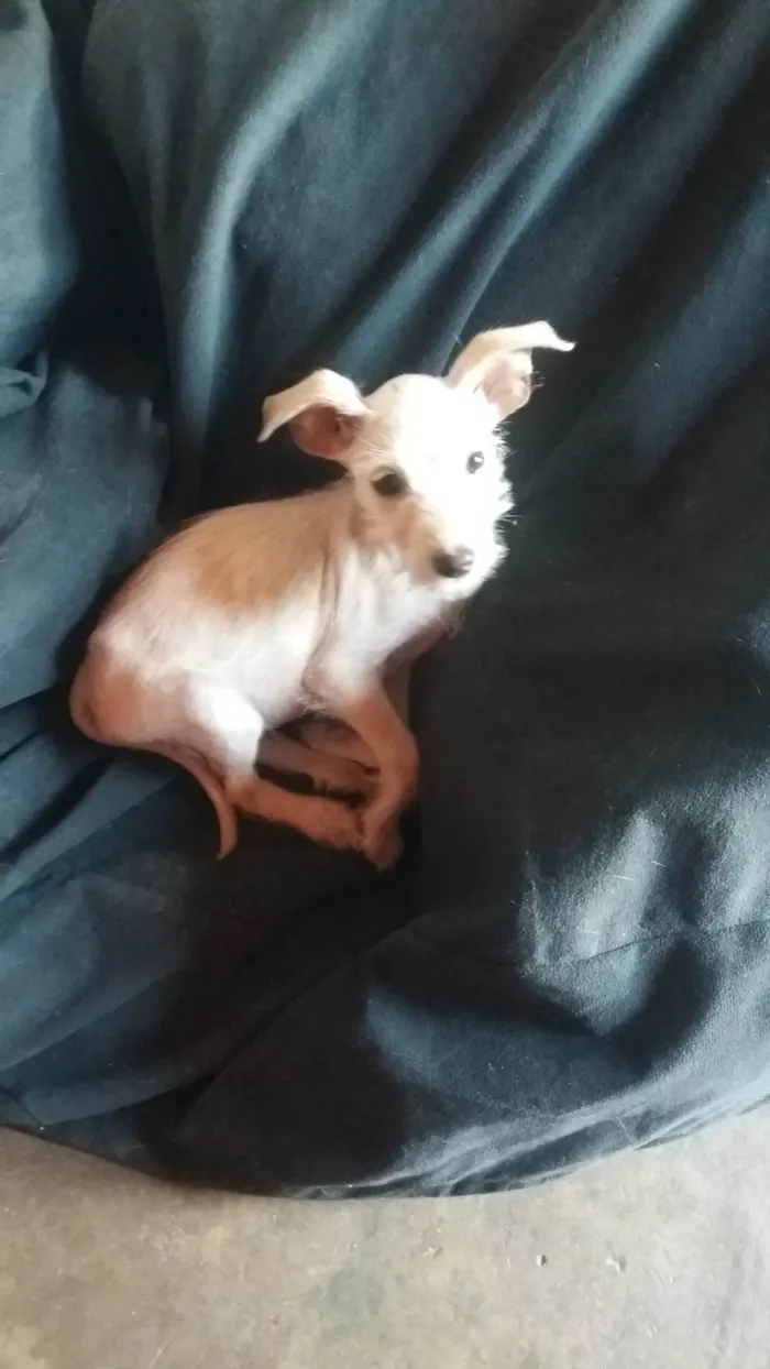Cachorro ra a SRD-ViraLata idade 2 a 6 meses nome A DEFINIR