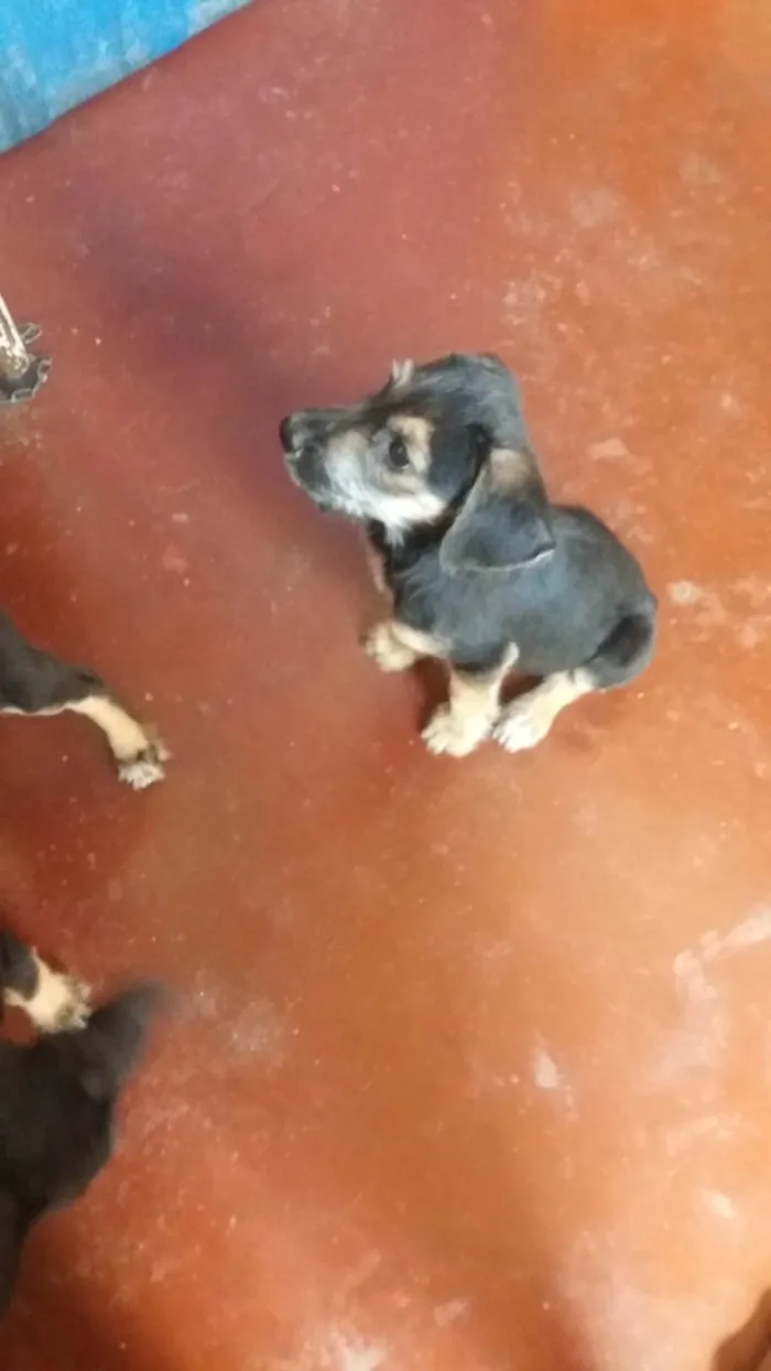 Cachorro ra a SRD-ViraLata idade 2 a 6 meses nome A DEFINIR