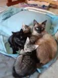 Gatinhos