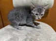 Gatinhos
