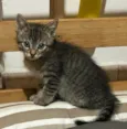 Gatinhos