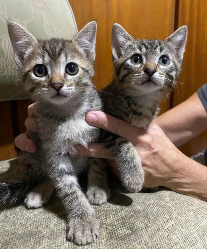 Gato ra a SRD-ViraLata idade 2 a 6 meses nome Gatinhos