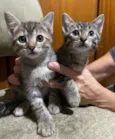 Gatinhos