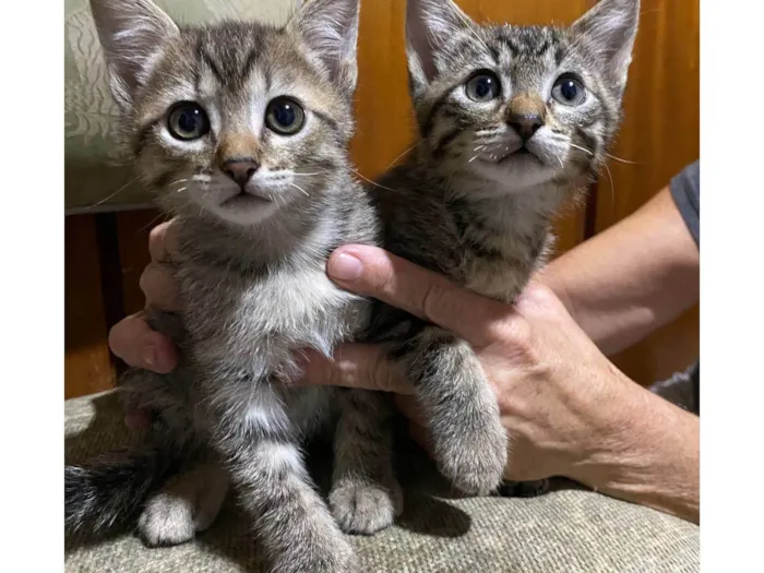 Gato ra a SRD-ViraLata idade 2 a 6 meses nome Gatinhos