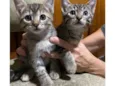 Gatinhos